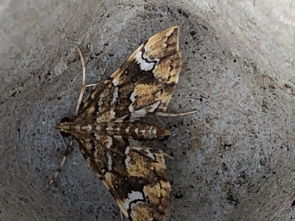 julian russell tweet media