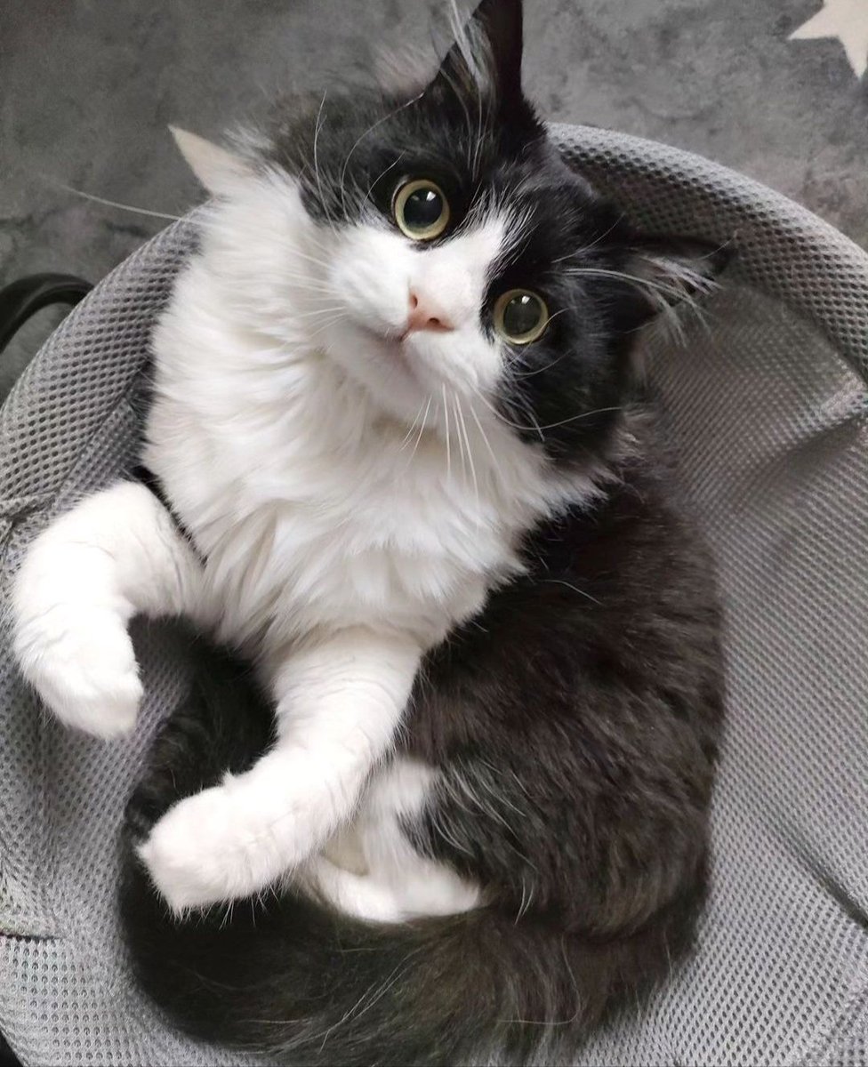 GologoloD's tweet image. 〜お盆アンケート✍〜
どの顔が好き？？

①ハンターまんまる🐯
②キョトンまんまる🐻‍❄️
③ワクワクまんまる🐶
④寝そべりまんまる🦝

コメント頂けるとうれしいです💬

#アンケート調査 #猫好きさんと繋がりたい