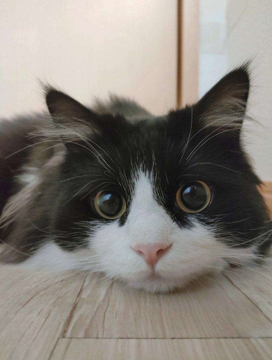 GologoloD's tweet image. 〜お盆アンケート✍〜
どの顔が好き？？

①ハンターまんまる🐯
②キョトンまんまる🐻‍❄️
③ワクワクまんまる🐶
④寝そべりまんまる🦝

コメント頂けるとうれしいです💬

#アンケート調査 #猫好きさんと繋がりたい