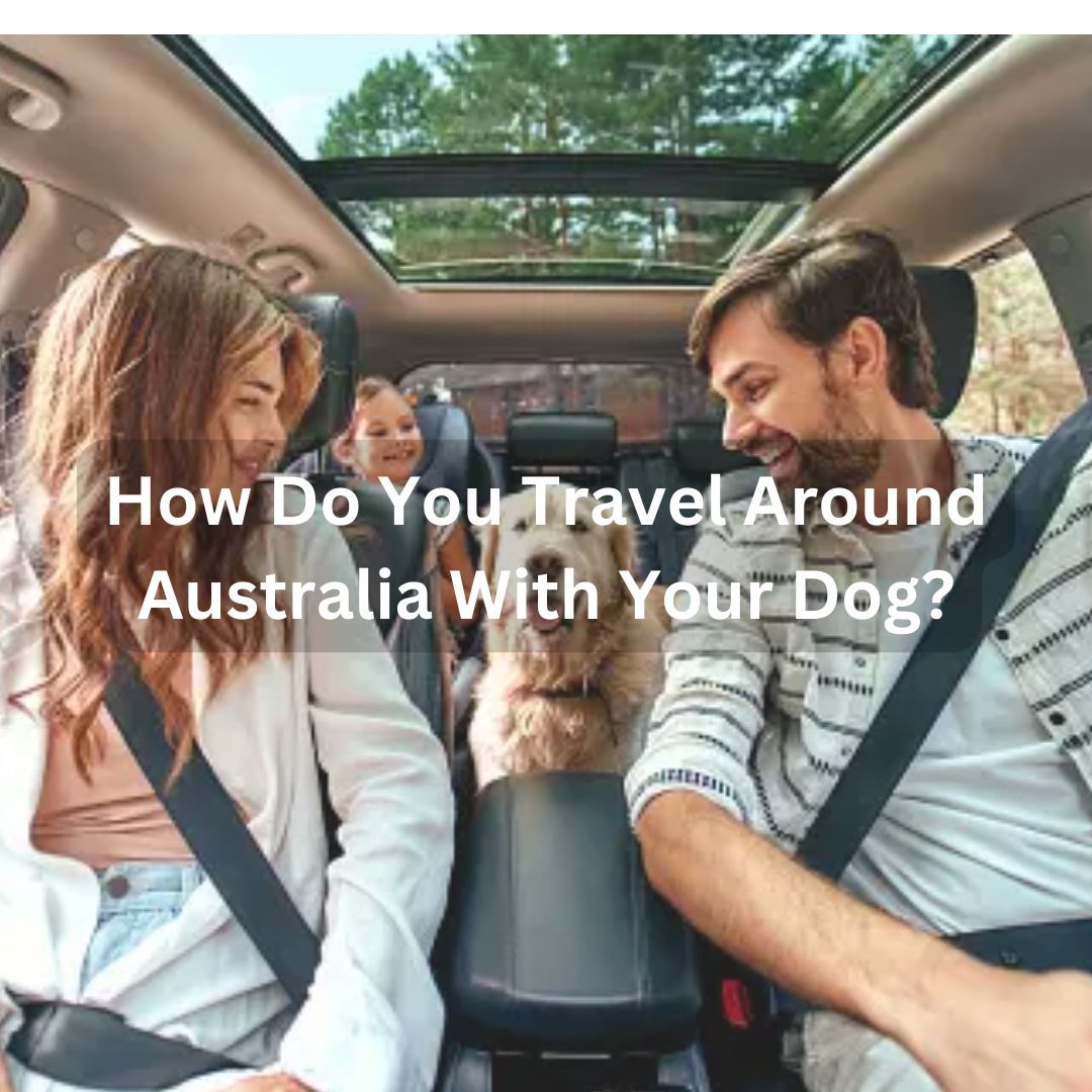 LiveTribe_'s tweet photo. Before taking your first long trip with your dog in your car, make sure they’re comfortable on shorter trips. Puppies often get car sick, but usually grow out of it; ginger chews can help, as can a car seat for smaller dogs so they can see out the window https://t.co/vG6SqKUPF1 https://t.co/g2JMNxf4li