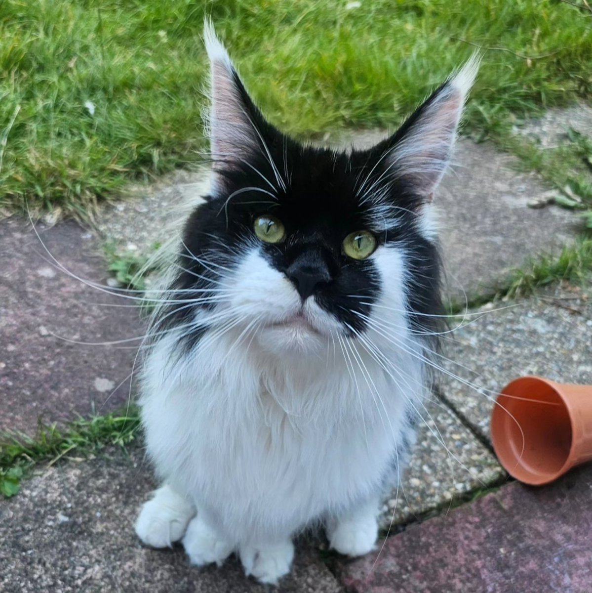 JoJoTrainers's tweet image. #badpanda works very much like a fat fish and also agrees that we need more kindness and niceness back.