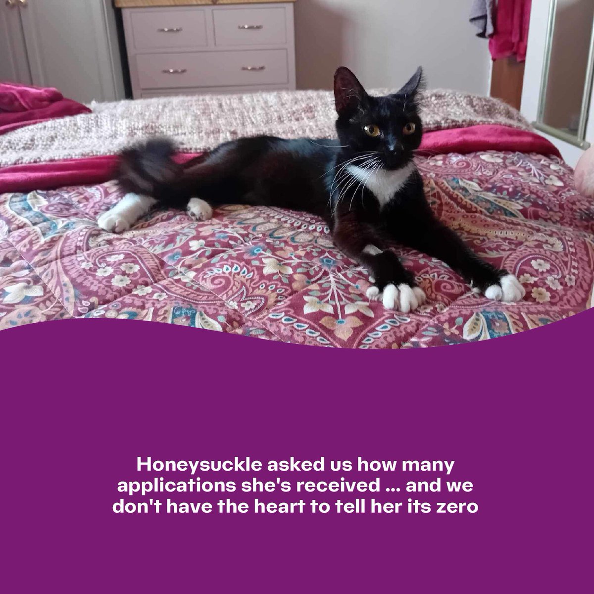Honeysuckle (7 months old) has been with us for 28 days and counting... and we don't have the heart to tell her that she's had no interest in anyone adopting her as yet.  

We think she would best be suited to a quieter mature family household.

adoption@angliacoastal.cats.org.uk