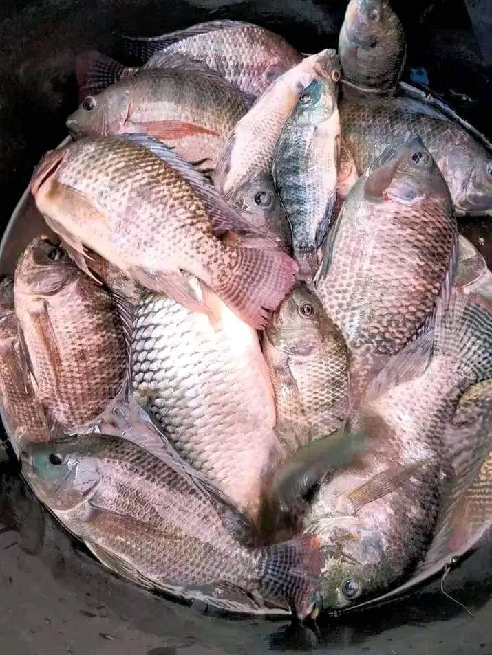 nin_rika's tweet photo. Senin 5/8/24, Rika Wahyu M.N, PPB Lebong, Pokdakan Tani Baru, Ds Bukit Nibung, Kec.Bingin Kuning,mendampingi panen Ikan Nila,teknologi sederhana kolam Semi Intensif sebanyak 58kg, luas kolam 6m2, size 7-8ekor/kg harga Rp.25.000kg
#GiatLuhkanSatminkalBRPPUPP  
#luhlapor
#Lebong https://t.co/3a22IxmSqB