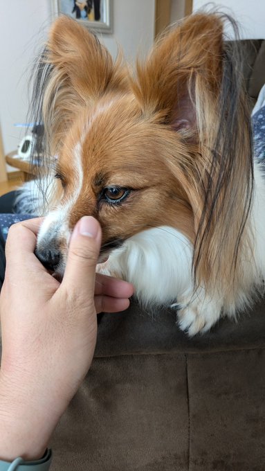 ねむすぎるので犬とおたわむれ、 