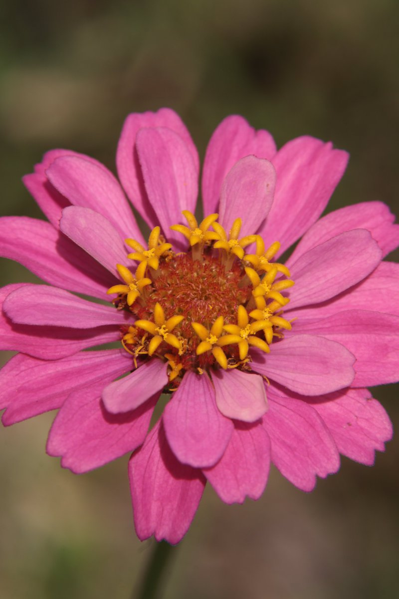 Zinnia 😊 

#Photography #Flowers #Zinnia