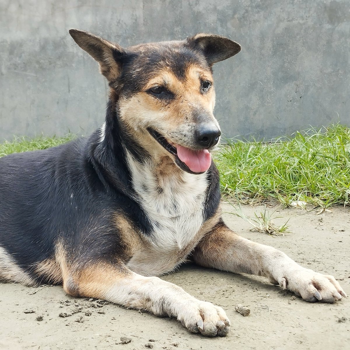 hunter_teach999's tweet photo. Today Is Dogs Airdrop Last Date, Dont Miss 🐶 @realDogsHouse 

https://t.co/iRtDk50kef https://t.co/HCGuxaRcrq