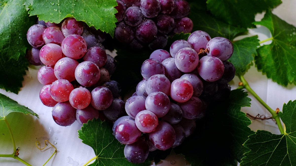 worldfoodwine's tweet photo. Cheers to the rich history and tradition of winemaking in Tuscany, Italy. For centuries, Tuscany has been a hub for winemaking, with records dating back to the Etruscan civilization in 800 BC.
https://t.co/yEYfNm4zPa
#WineTastingItaly #TuscanWines #WineWednesday #InModeration https://t.co/QjUDEYAzr7