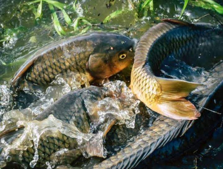 nin_rika's tweet photo. Rabu 07/8/24, Rika Wahyu M.N, PPB Lebong, Pokdakan Bukit Harapan, Ds Bukit Nibung, Kec.Bingin Kuning,mendampingi panen Ikan Mas,teknologi sederhana kolam Tradisional sebanyak 61kg, luas kolam 9m2, size 4-5ekor/kg harga Rp.28.000kg
#GiatLuhkanSatminkalBRPPUPP  
#luhlapor
#Lebong https://t.co/ZDQuqU5cmP