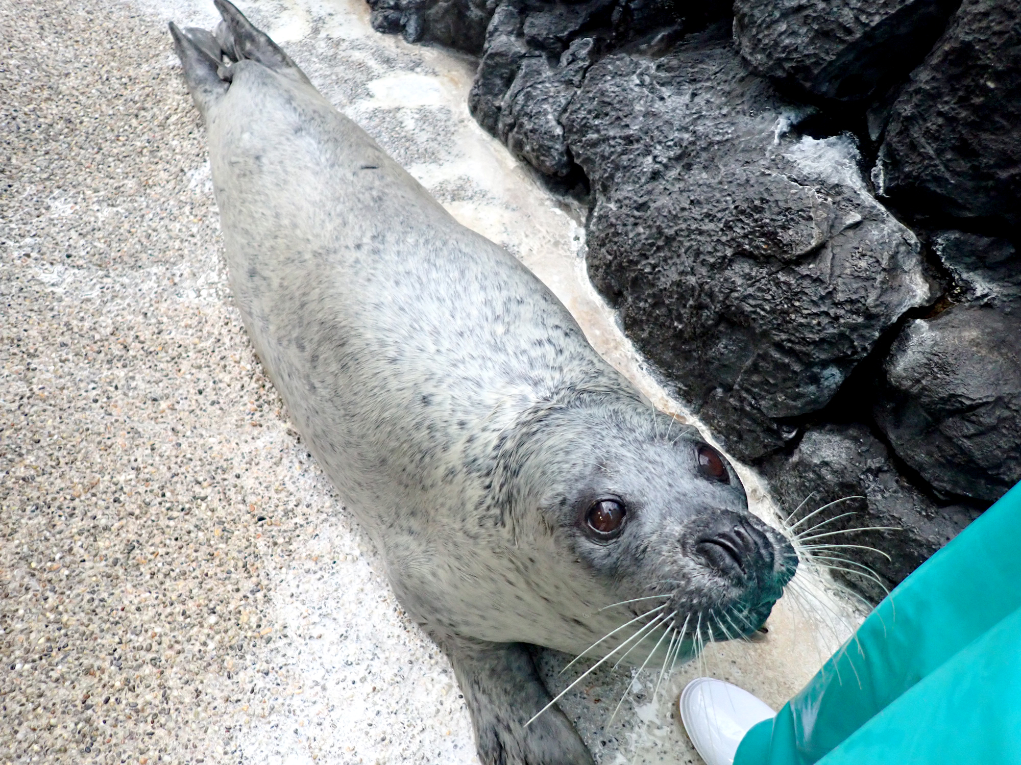 もふもふアザラシ｜海遊館とつながる｜海遊館