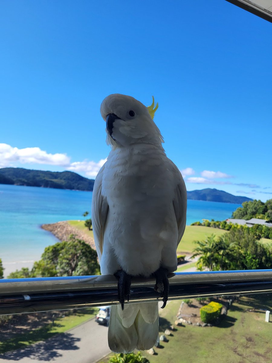 mcovatta's tweet photo. View from our hotel stay 🥰
@HamiltonIsland #BirdsOfTwitter https://t.co/LLeYapqPRl
