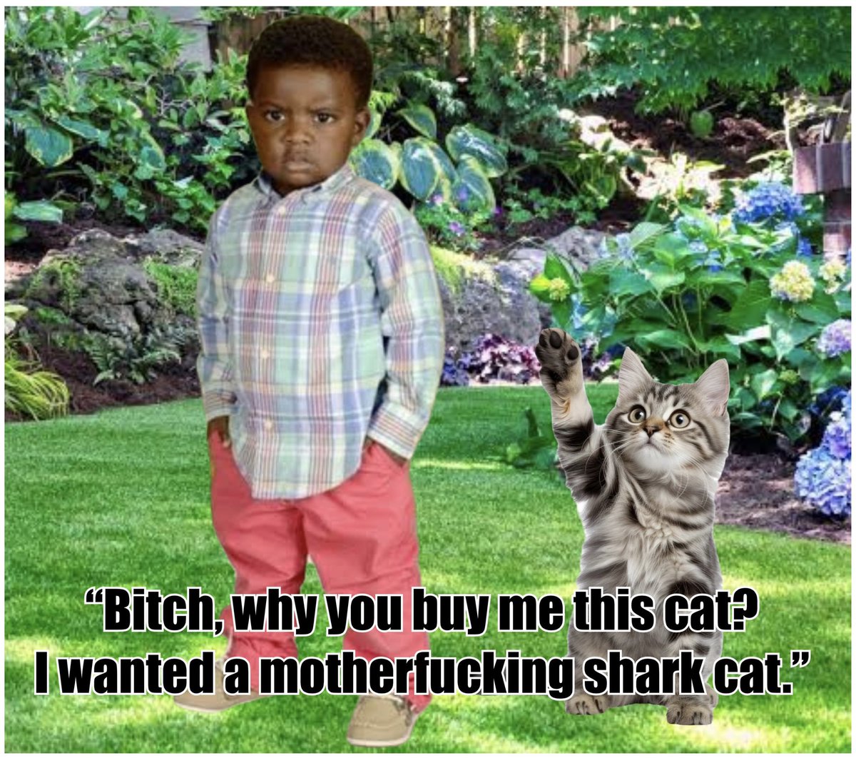 Shark Cat 🦈🐱 tweet media