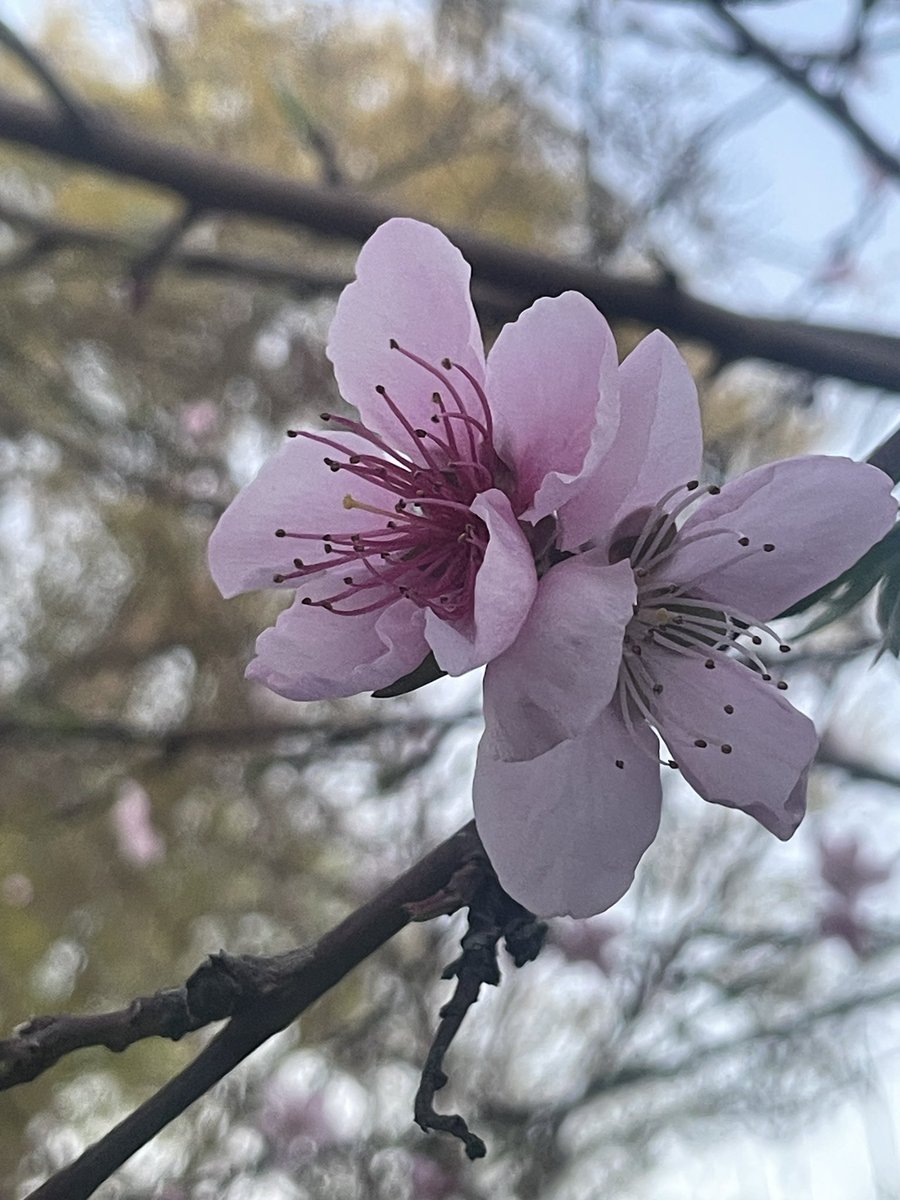 hipstergeddon's tweet photo. The Peach is flowering. ๐ #gardenTwitter #fitzroyFarmLife https://t.co/qXdMwxWLER