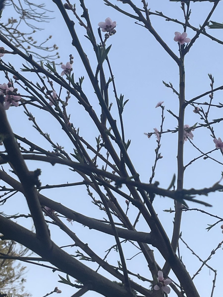 hipstergeddon's tweet photo. The Peach is flowering. ๐ #gardenTwitter #fitzroyFarmLife https://t.co/qXdMwxWLER
