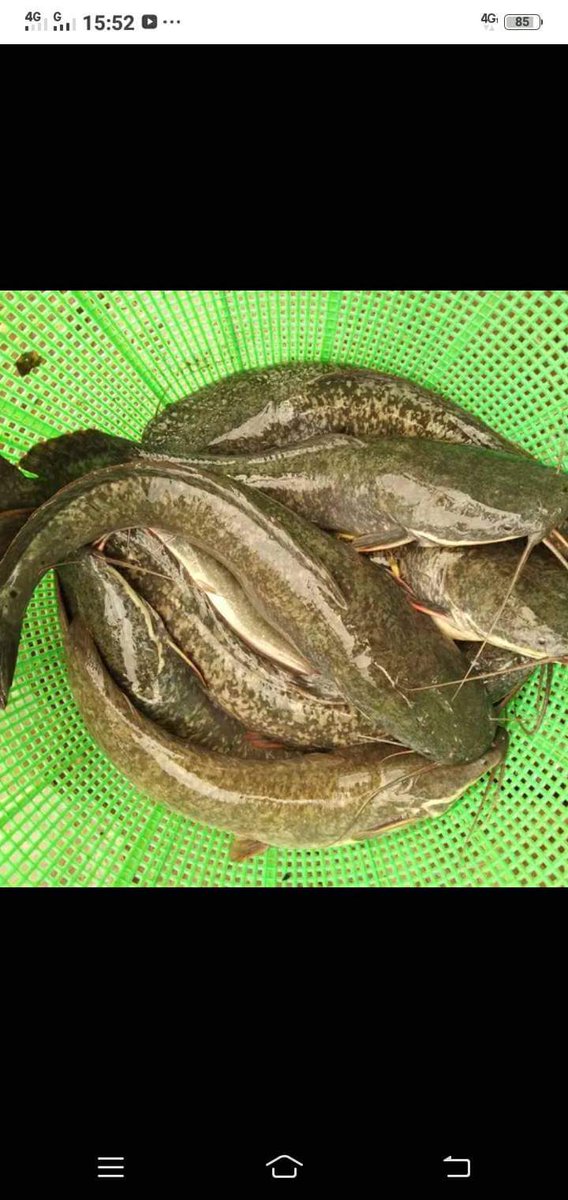 nin_rika's tweet photo. Kamis 8/8/24, Rika Wahyu M.N, PPB Lebong, Pokdakan Matai Biyoa, Ds Talang Liak l, Kec.Bingin Kuning,mendampingi panen Ikan Lele, teknologi sederhana kolam Tradisional, sebanyak 55kg,luas kolam 10m2, size 6-7ekor/kg harga Rp.25.000kg
#GiatLuhkanSatminkalBRPPUPP  
#luhlapor
#Lebong https://t.co/o3JXFt6gTX