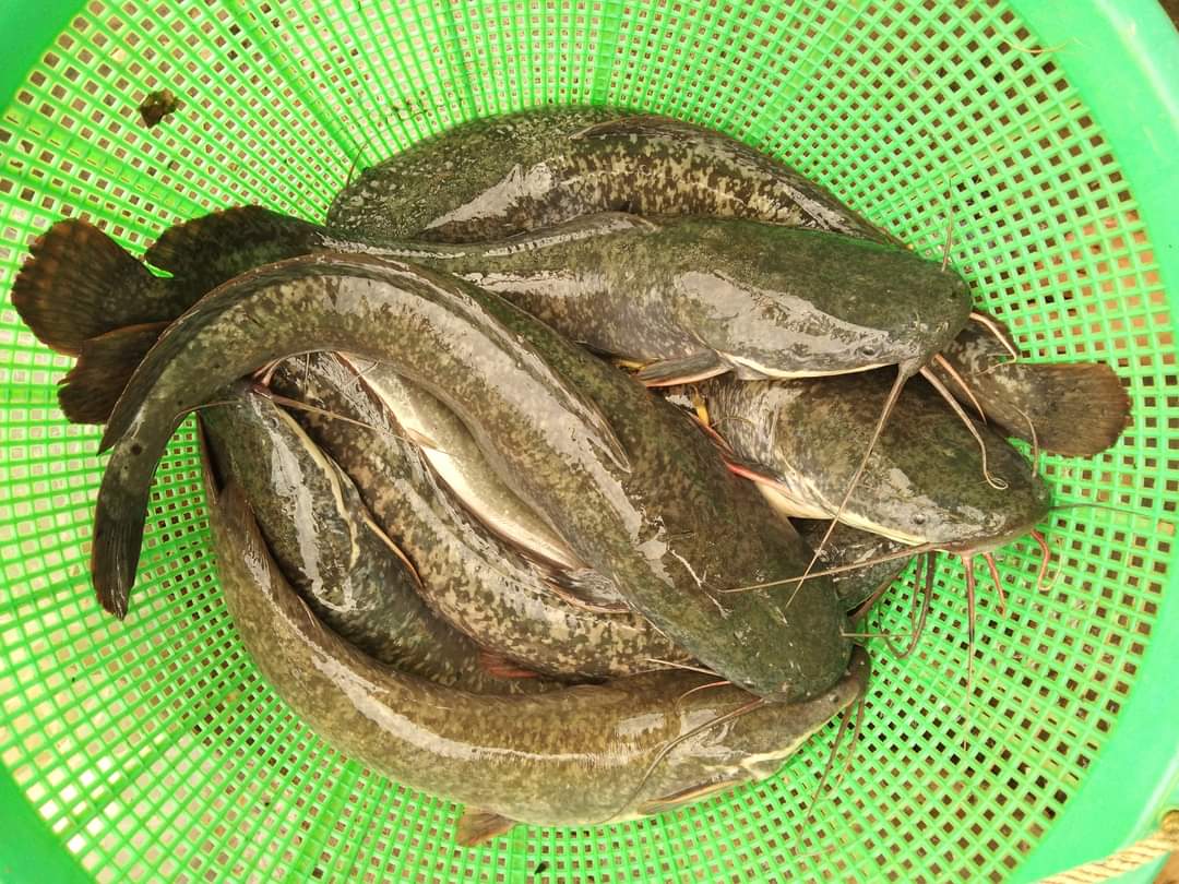 nin_rika's tweet photo. Kamis 8/8/24, Rika Wahyu M.N, PPB Lebong, Pokdakan Matai Biyoa, Ds Talang Liak l, Kec.Bingin Kuning,mendampingi panen Ikan Lele, teknologi sederhana kolam Tradisional, sebanyak 55kg,luas kolam 10m2, size 6-7ekor/kg harga Rp.25.000kg
#GiatLuhkanSatminkalBRPPUPP  
#luhlapor
#Lebong https://t.co/o3JXFt6gTX