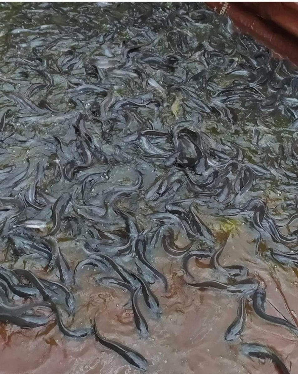 nin_rika's tweet photo. Senin 12/8/24, Rika Wahyu M.N, PPB Lebong, Pokdakan UsahaMandiri, Ds Talang Liak ll, Kec.Bingin Kuning,mendampingi panen IkanLele, teknologi sederhana kolamTradisional, sebanyak 45kg, luaskolam 15m2, size6-7ekor/kg harga Rp.28.000kg
#GiatLuhkanSatminkalBRPPUPP  
#luhlapor
#Lebong https://t.co/yTuQLGskFn