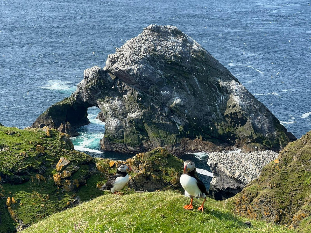 Viking Surgeons Association tweet media