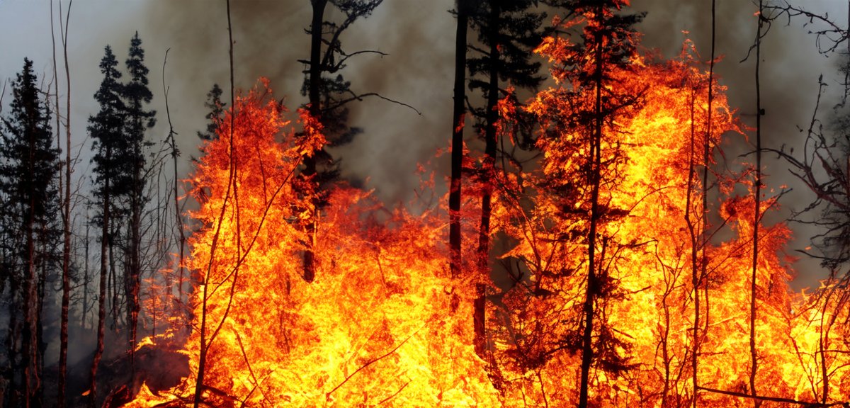 UEA Research (@uearesearch) on Twitter photo New report co-led by UEA’s Dr Matthew Jones, <a href="/UK_CEH/">UK Centre for Ecology & Hydrology</a>, <a href="/metoffice/">Met Office</a>, and <a href="/ECMWF/">ECMWF</a> finds that the carbon emissions from global wildfires were 16% above average, with wildfires in certain regions being three times more likely due to climate change. 🌍🥼 New report co-led by UEA’s Dr Matthew Jones, <a href="/UK_CEH/">UK Centre for Ecology & Hydrology</a>, <a href="/metoffice/">Met Office</a>, and <a href="/ECMWF/">ECMWF</a> finds that the carbon emissions from global wildfires were 16% above average, with wildfires in certain regions being three times more likely due to climate change. 🌍🥼