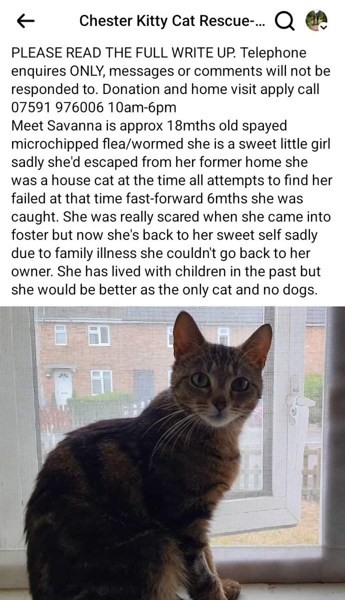 This lovely girl is still looking for her forever home in <a href="/ShitChester/">12 years of Shitchester</a>.