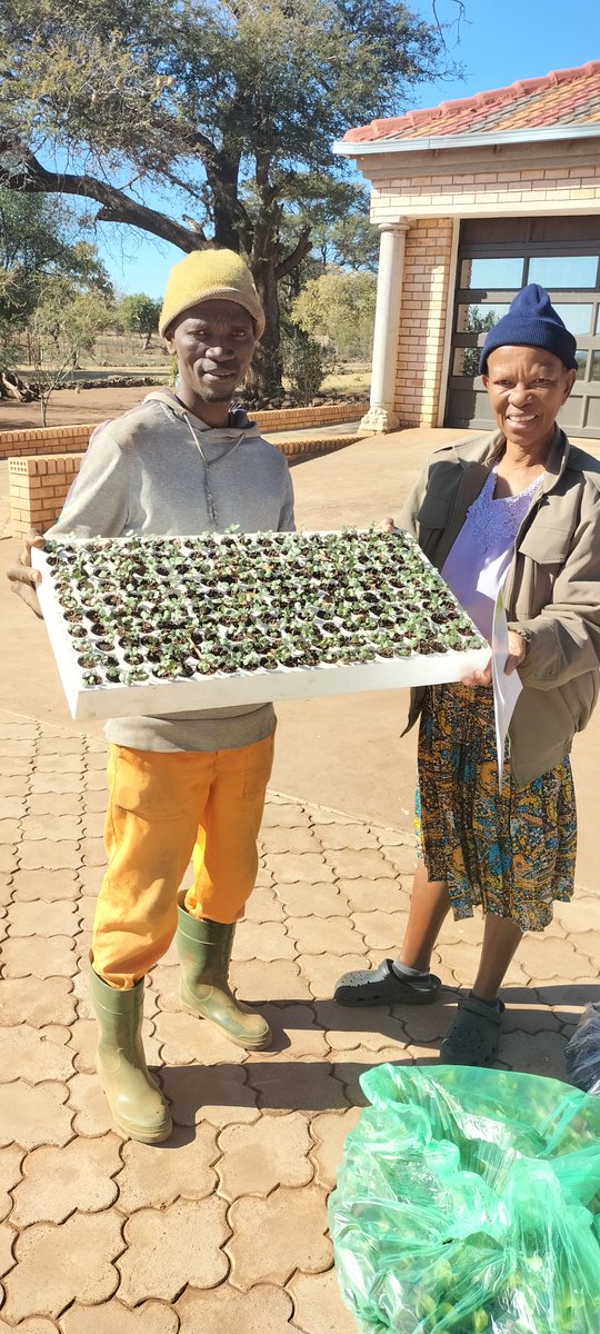 SeritiInstitute's tweet image. Plus, the skills and knowledge gained could lead to new businesses that produce seedlings, create jobs and enhance food security.
Way to go, beneficiaries! We look forward to seeing the continued growth and success of their seedlings!
#WorkLearnGrow #WLG #Seriti #Agriculture