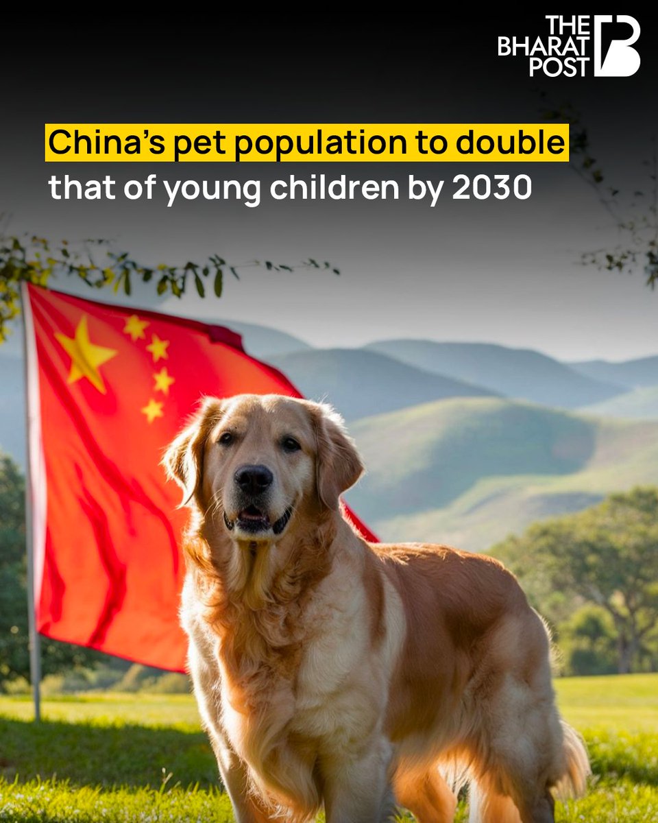 TheBharatPost__'s tweet photo. According to a Goldman Sachs report, by 2030, China’s urban pet population is expected to reach over 70 million, nearly double the number of children under four, projected to be fewer than 40 million.
#china #dogpopulation #petlovers https://t.co/NBARydaElP