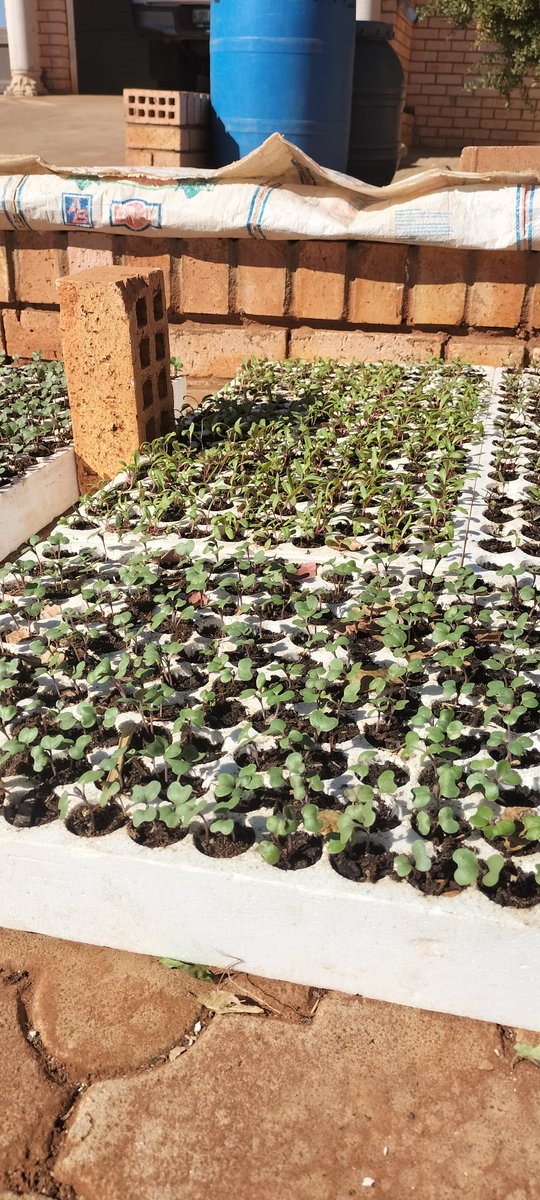 SeritiInstitute's tweet image. Plus, the skills and knowledge gained could lead to new businesses that produce seedlings, create jobs and enhance food security.
Way to go, beneficiaries! We look forward to seeing the continued growth and success of their seedlings!
#WorkLearnGrow #WLG #Seriti #Agriculture