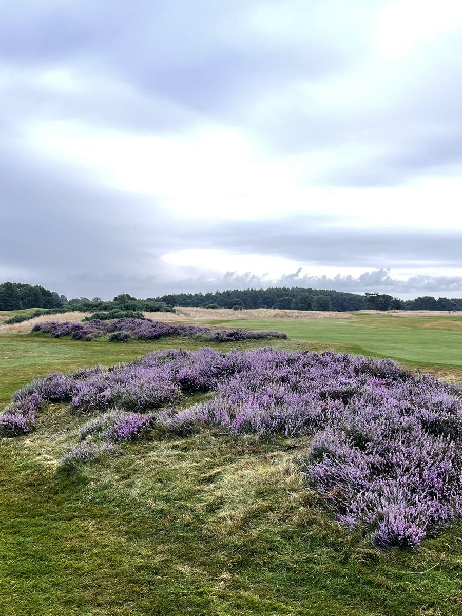 Heather looking fantastic across the course this time of year. #heathland #golf
