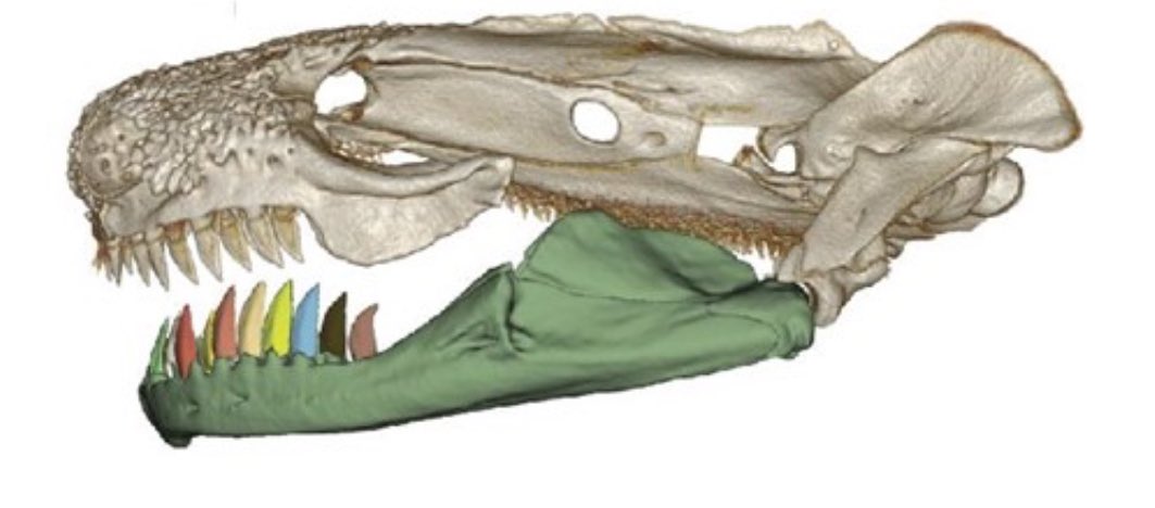 iobjournal's tweet photo. “The exponential rise in the quantity and accessibility of computed #tomography (#CT) #data has enabled #morphologists to study #teeth at finer resolutions and larger #macroevolutionary scales…”

https://t.co/NcvYeLhaFP

Cohen,  A R Fitzpatrick,  @jmhuiee

#science #morphology https://t.co/nAasIWeulP