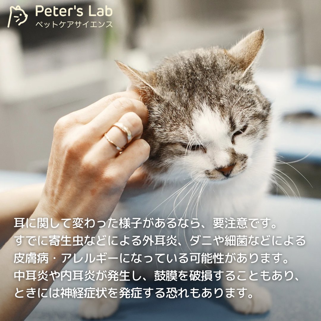 PetersLab_JP's tweet photo. 耳で健康チェック!?
猫ちゃんの健康維持のために、においをたしかめ、耳の中を覗いてみましょう🔍
猫の耳に問題がなければ、通常は定期的な洗浄までは必要ありません。
しかし異常を感じた場合は、注意深く観察し早めに対処しましょう👍
#peterslab #ピータースラボ #猫のいる暮らし https://t.co/jc3HGfU2JD