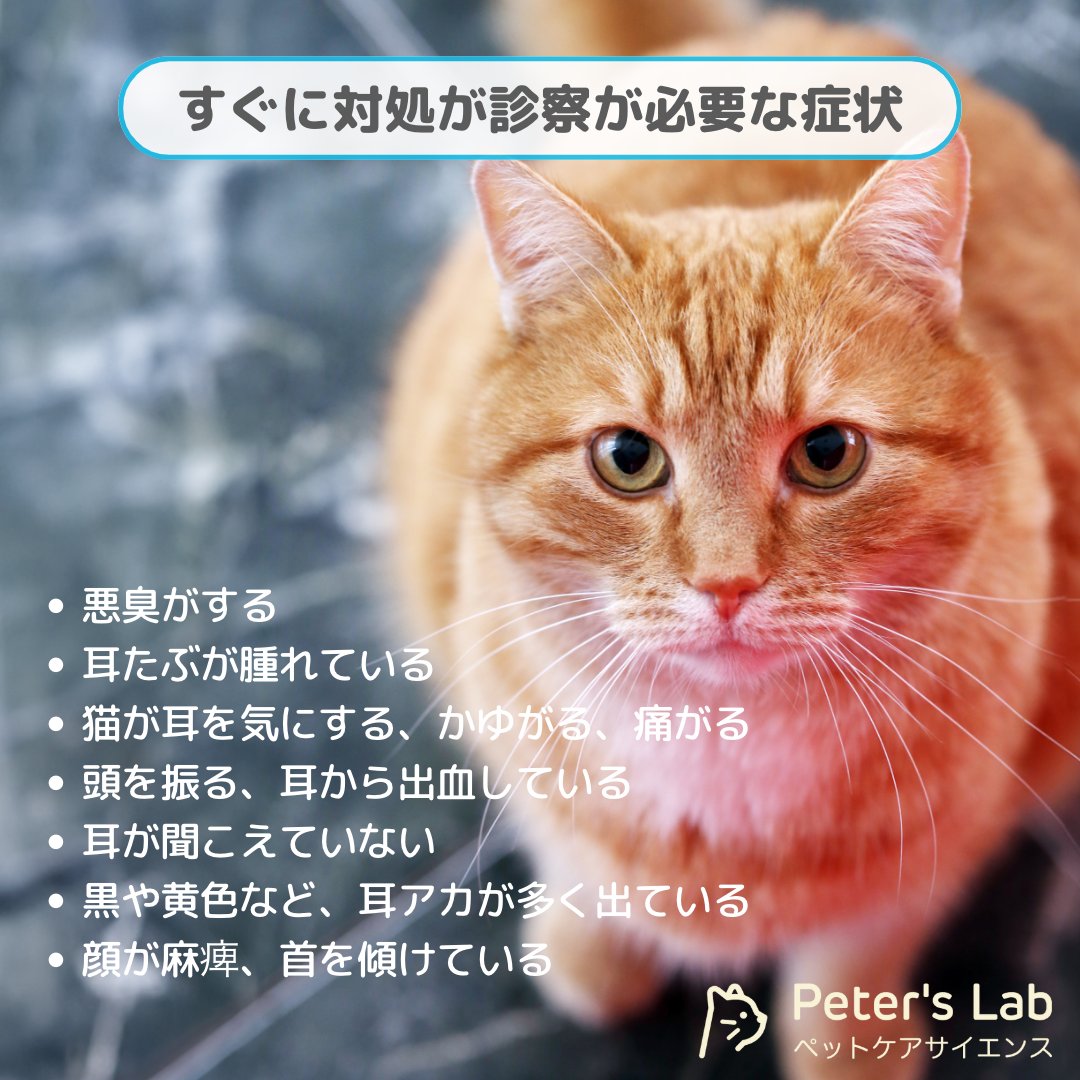 PetersLab_JP's tweet photo. 耳で健康チェック!?
猫ちゃんの健康維持のために、においをたしかめ、耳の中を覗いてみましょう🔍
猫の耳に問題がなければ、通常は定期的な洗浄までは必要ありません。
しかし異常を感じた場合は、注意深く観察し早めに対処しましょう👍
#peterslab #ピータースラボ #猫のいる暮らし https://t.co/jc3HGfU2JD