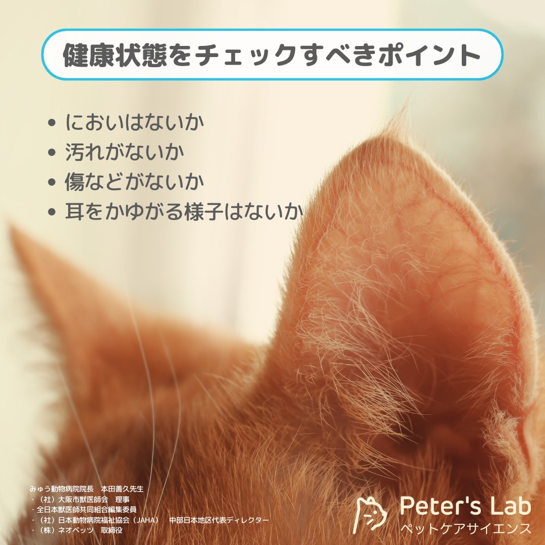 PetersLab_JP's tweet photo. 耳で健康チェック!?
猫ちゃんの健康維持のために、においをたしかめ、耳の中を覗いてみましょう🔍
猫の耳に問題がなければ、通常は定期的な洗浄までは必要ありません。
しかし異常を感じた場合は、注意深く観察し早めに対処しましょう👍
#peterslab #ピータースラボ #猫のいる暮らし https://t.co/jc3HGfU2JD