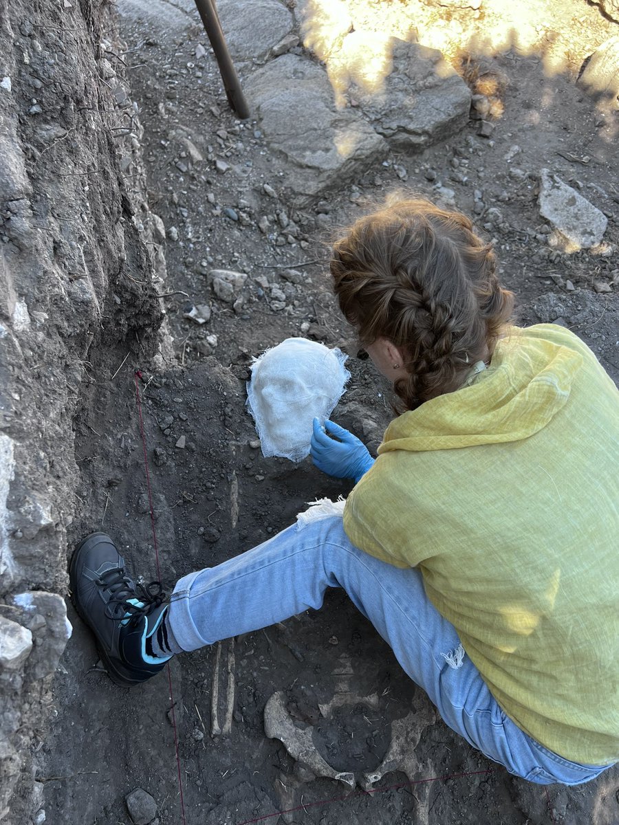 troyexcavations's tweet photo. 2024 yılı Troya kazı çalışmaları hızla devam ediyor. X (Doğu Roma) katmanlarındaki iskelet buluntusu inceleniyor.
@TCKulturTurizm @kazardb @muzeler_dairesi @onsekizmartuni
@troyamuzesi #troy #kazı #troya #excavation #iskelet #skeleton https://t.co/9Z32pgZu8L