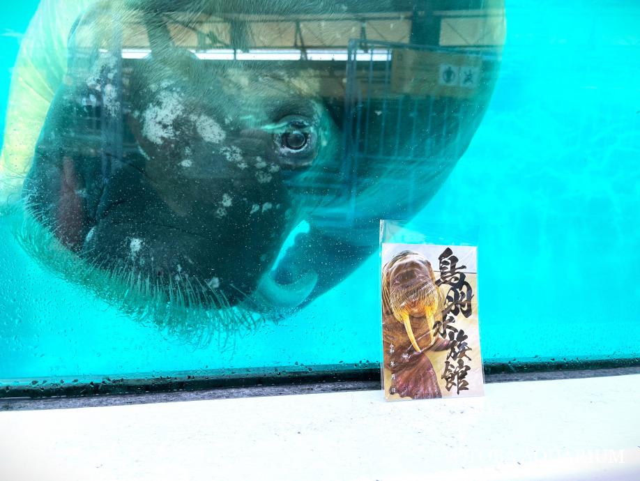 鳥羽水族館（TOBA AQUARIUM） on X: 