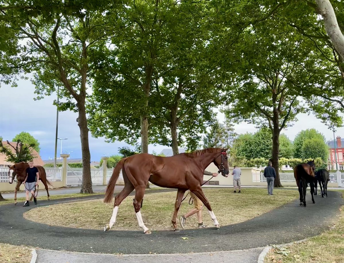 The stunning Economics in Deauville ahead of tomorrow’s Prix Guillaume d’Ornano.
