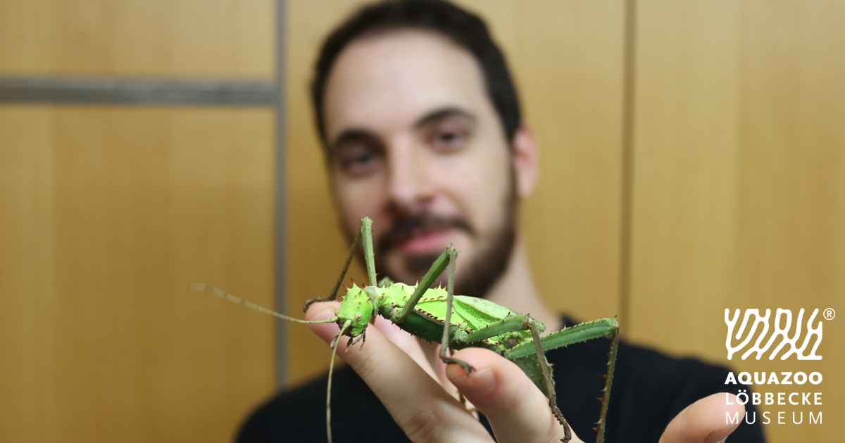 Für Insektenfreunde und alle, die es noch werden wollen, bieten wir spannende Workshops an. Mit seiner einfühlsamen Art wird euch unser Entomologe Manuel König in die faszinierende Welt der Krabbeltiere entführen. duesseldorf.de/aquazoo/aktuel…🦋🐛🐜🐝🪲🐞🦗🪳🦟🪰