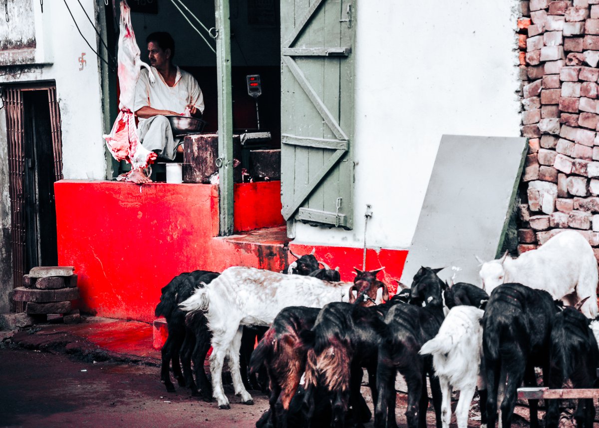 therumbard's tweet photo. The slaughterhouse awaits the hunted.
#streetphotography #street #photooftheday #streetframe
#streetphotographyworld #indianphotographers #streetphotographyindia #Kolkata #street_unseen #urbanandstreet #streetscenemag #photographylovers #photographer #poetry #PhotoMode https://t.co/lxe1u1yDpG