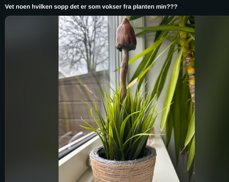 SpissFleinsopp's tweet image. Vet noen hvem som står bak denne fantastiske fleinsopp-skulpturen? 

Har forsøkt å komme i kontakt med vedkommende på reddit, men ser ut som om hen har gått i hi.
#fleinsopp #narkotwitter #sopp