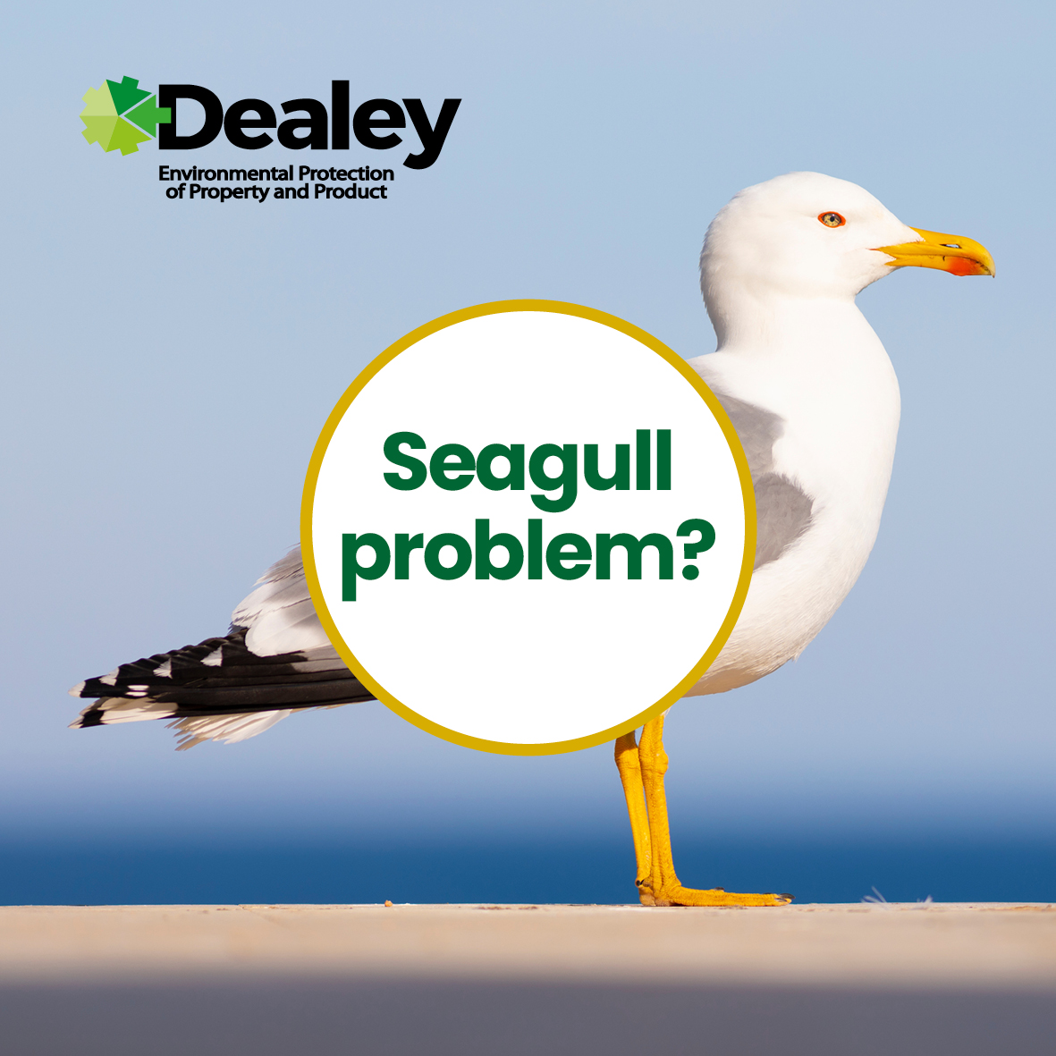 dealeypest's tweet image. Do visitors to your site return to a car covered in seagull mess? Are meetings disturbed by the noisy birds wanting to join in outside the window? Are you fed up with dodging the waterfall from the gutters every time it rains? You need Dealey!  #BirdControl #PestControl