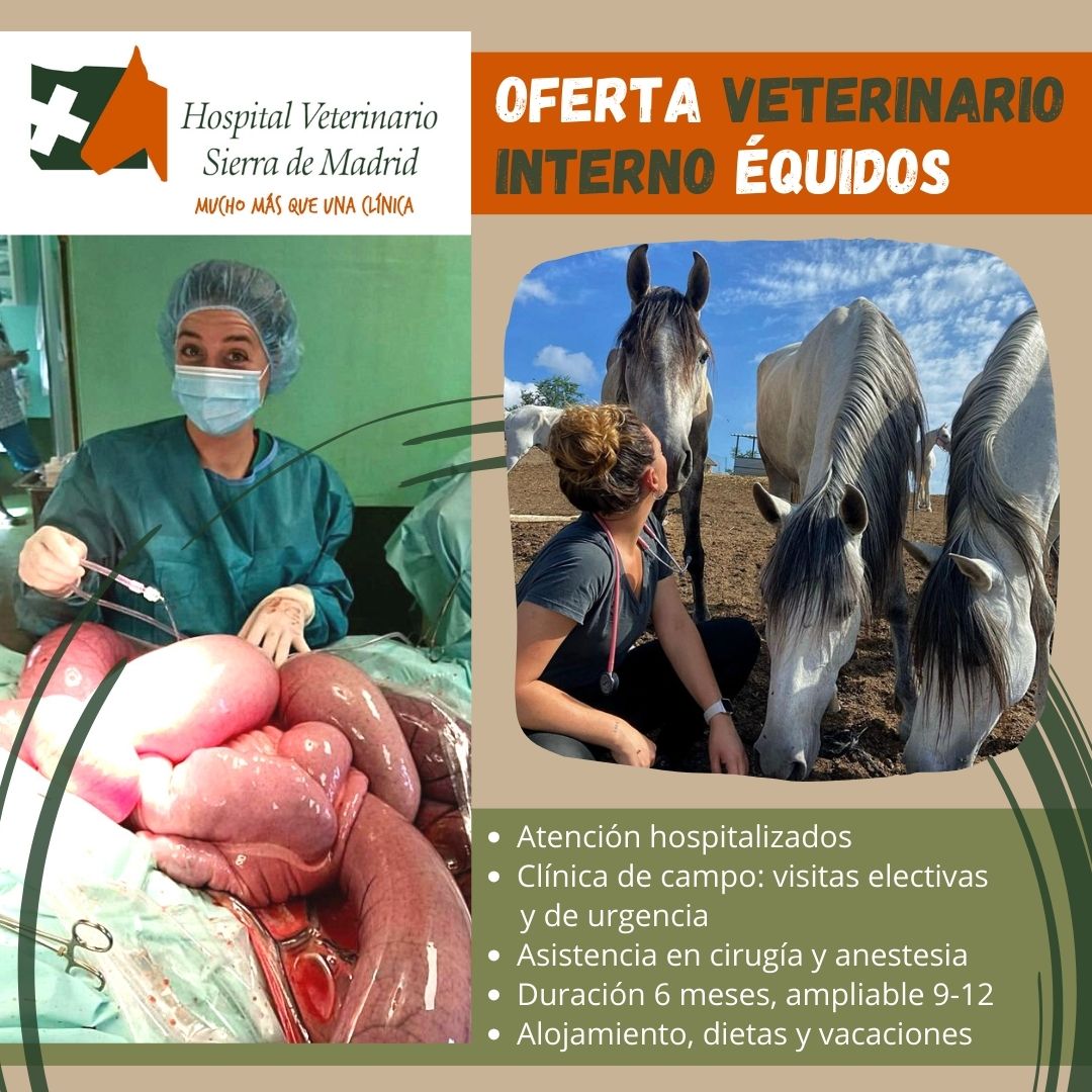 HOSPITALHvsm's tweet photo. 📢 ¡𝐁𝐔𝐒𝐂𝐀𝐌𝐎𝐒 𝐕𝐄𝐓𝐄𝐑𝐈𝐍𝐀𝐑𝐈@ 𝐈𝐍𝐓𝐄𝐑𝐍@ 𝐃𝐄 🐴 É𝗤𝗨𝗜𝗗𝗢𝗦! 𝐈𝐍𝐂𝐎𝐑𝐏𝐎𝐑𝐀𝐂𝐈𝐎́𝐍 𝐈𝐍𝐌𝐄𝐃𝐈𝐀𝐓𝐀 ➡Atención hospitalizados ➡Clínica de campo ➡Asistencia en cirugía y anestesia ✅Promociones, alojamiento, dietas equidos@hvsmveterinario.com/636969620 https://t.co/JZayQkaHKF