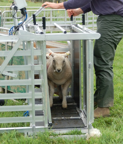 BorderSoftware's tweet photo. Got the grant? 🧐
Looking for a weigh crate?👀
Look no further than #Bordersoftware
Light weight, strong aluminium build, built in EID reader option, hand built in the heart of Wales🏴
Weigh heads, stick readers also available on grant
Give us a call to discuss your options ☎️ https://t.co/rexNwoWSkO