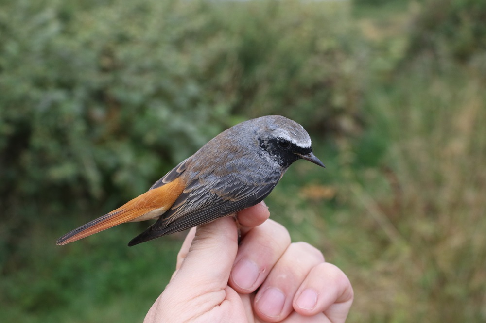 Bucktonbirder now on Bluesky (@bucktonbirder) on Twitter photo Another lovely Redstart this morning at Clopton, S Cambs <a href="/CambsBirdClub/">Cambs Bird Club</a> 63 birds in total 19 Blackcap, 14 Garden Warbler, 5 Lesser Whitethroat, 3 Grasshopper Warbler with <a href="/Duerdenc1/">Duerden Cormack</a> Tree Pipit and Marsh Harrier over. Another lovely Redstart this morning at Clopton, S Cambs <a href="/CambsBirdClub/">Cambs Bird Club</a> 63 birds in total 19 Blackcap, 14 Garden Warbler, 5 Lesser Whitethroat, 3 Grasshopper Warbler with <a href="/Duerdenc1/">Duerden Cormack</a> Tree Pipit and Marsh Harrier over.