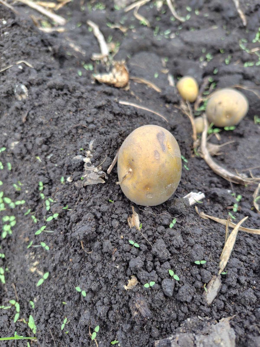 agrigardencamp's tweet photo. 【有料アグリ体験】
今回はジャガイモ収穫🥔袋いっぱいにジャガイモを詰めてお持ち帰りいただきました💕BBQでそのまま焼いても良いですし今回はピザ作りに使いました🍕
有料アグリ体験は時期によって内容が変わります😊
お盆明け、まだ空いているお日にちもありますのでぜひご宿泊ください♪ https://t.co/Gg5l9ZuOmw