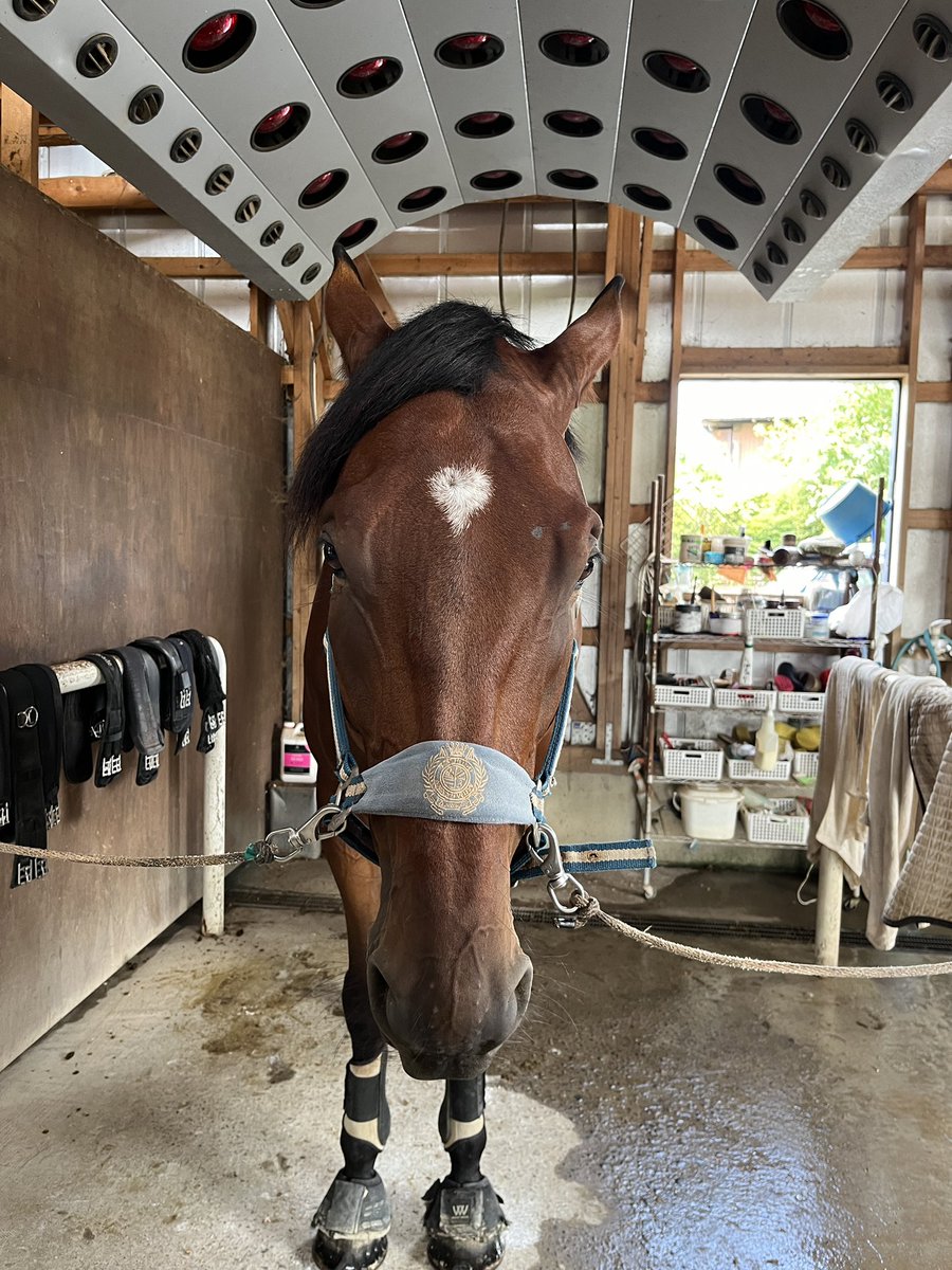 maricardo821's tweet image. モーリスマイナーくんのチャームポイントは額の❤️

#モーリスマイナー #モーリス産駒 #引退馬 #引退競走馬