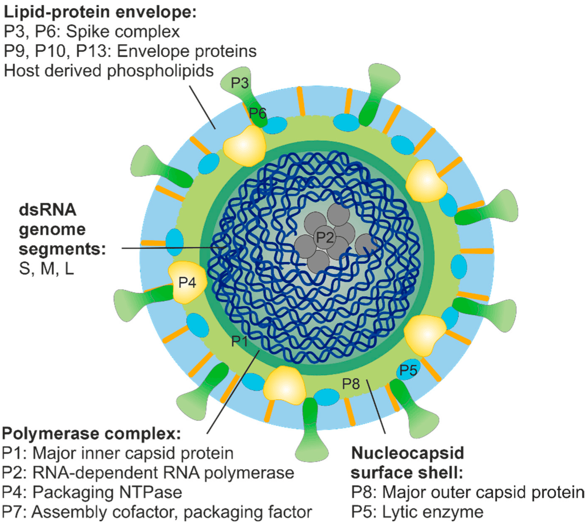 VirusesMDPI's tweet photo. 🧫Diversity and Current Classification of dsRNA Bacteriophages

✍️by Mäntynen et al. 

👉https://t.co/O5alDFvlmh
#Cystoviridae #taxonomy #RNAvirus https://t.co/a1iHZPPvYt