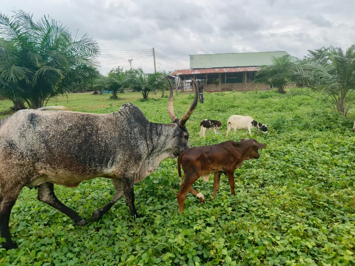 onis2bishop's tweet photo. #Agbatoken
It is time to focus massively on agricultural productivity which will help humanity in overcoming socio economic challenges and the eternal struggles of the Farmer.
Visit https://t.co/YLXEWTsQtM to stake now!
#Agbadovolution https://t.co/5HcUuoxuGd