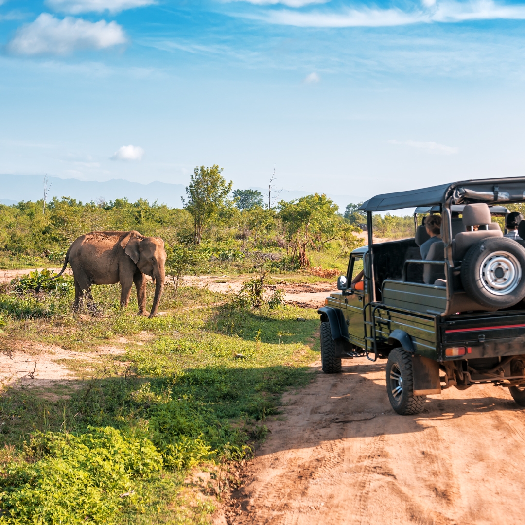 Discover the Wild Wonders of Yala National Park