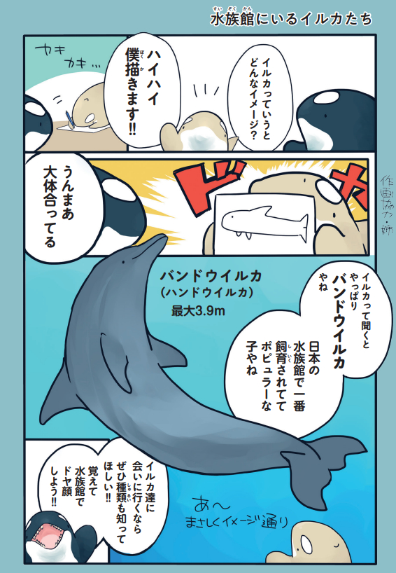 水族館のイルカたちの特徴(1/2) 