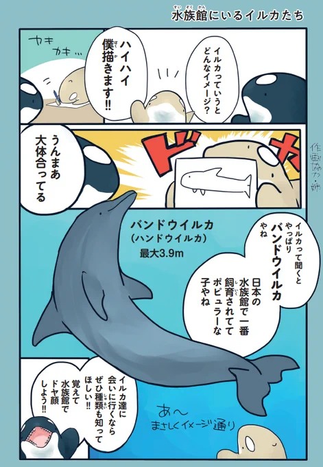 水族館のイルカたちの特徴(1/2) 