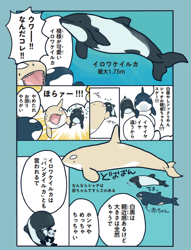 水族館のイルカたちの特徴(1/2) 