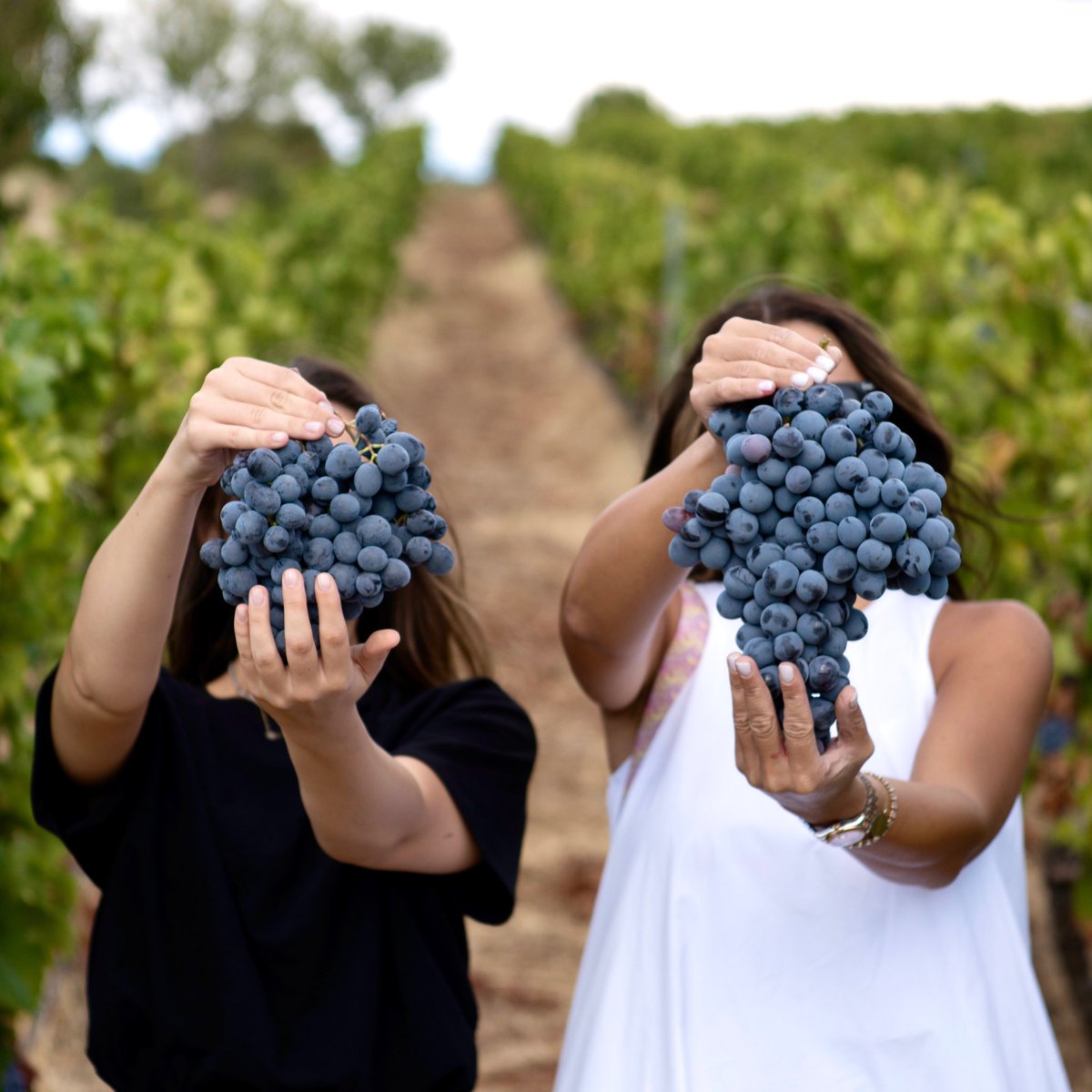 estetvilla's tweet photo. Her bağ bozumunda büyüttüğümüz üzümleri asmadan ellerimizle toplamanın keyfi bambaşka. Gelin, siz de bu büyülü ana eşlik edin. 🍇✂️❤️

#bağbozumu #villaestet #lokantaestet #yanıkülkebağları #harvest #bağ #üzüm #turkishvineyards #turkishwines #şarap #şarapçılık #wine https://t.co/NTMLX4x6f3